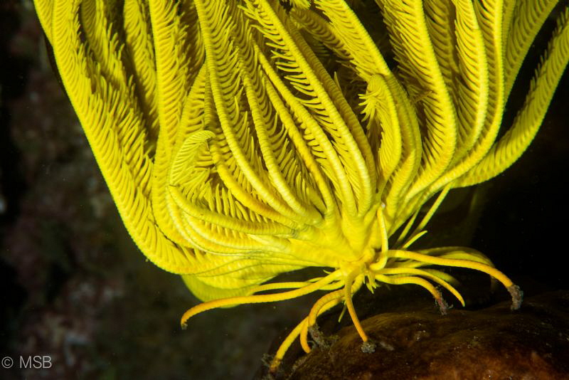 Yellow crinoid is walking. by Mehmet Salih Bilal 