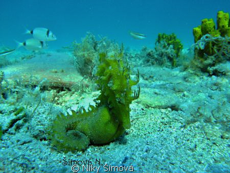 sea horse :) by Niky Šímová 