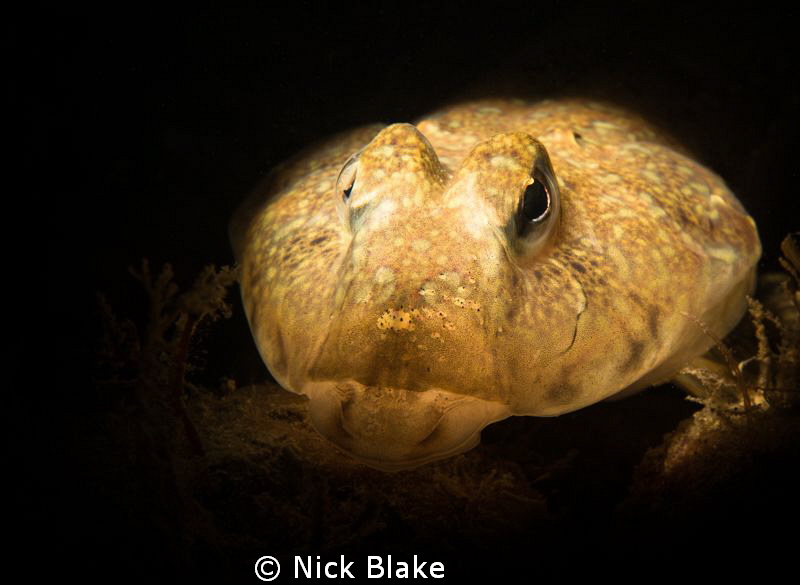 Rock Goby at Selsey Lifeboat Station by Nick Blake 