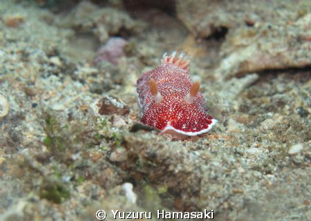 nudi by Yuzuru Hamasaki 