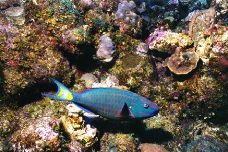 Stoplight Parrotfish. Taken off Providenciales, Turks and... by Matthew Shanley 