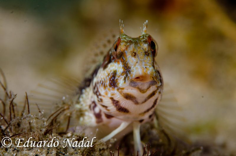 goby by Eduardo Nadal 