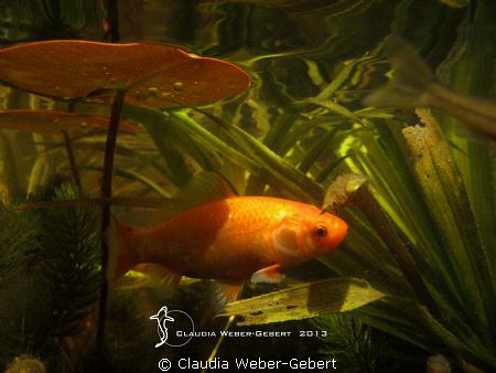under my umbrella...

under the surface - freshwater se... by Claudia Weber-Gebert 