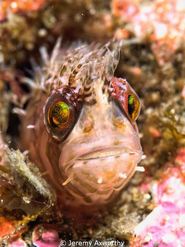 Mosshead Warbonnet by Jeremy Axworthy 