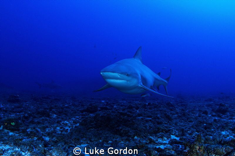 Bull Shark this morning at our dive at Cathedral, 8 or 9 ... by Luke Gordon 