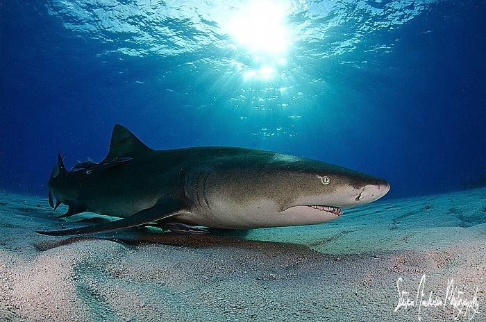 As the sun set over Tiger Beach the Lemon Sharks did not ... by Steven Anderson 