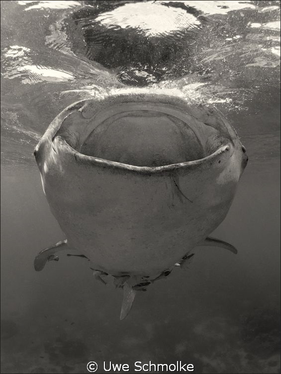 Friendly giant -
This whaleshark I've found in philippin... by Uwe Schmolke 