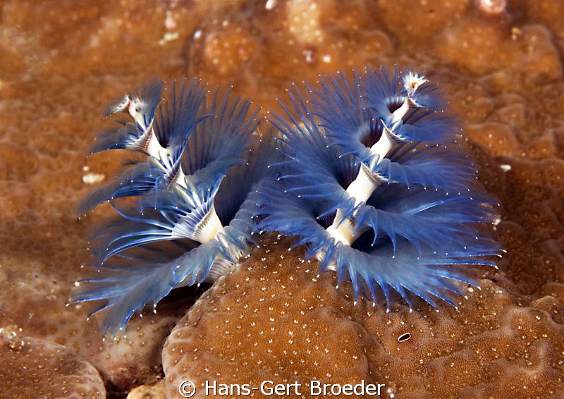 Sea Christmas Tree
Bunaken,Sulawesi,Indonesia, Bunaken I... by Hans-Gert Broeder 