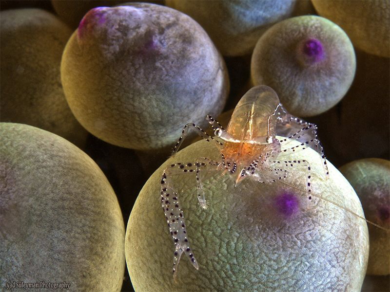 Commencal Shrimp by Iyad Suleyman 