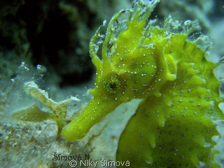 sea horse by Niky Šímová 