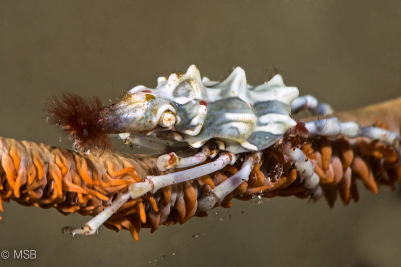 Xeno crab with hairy nose by Mehmet Salih Bilal 