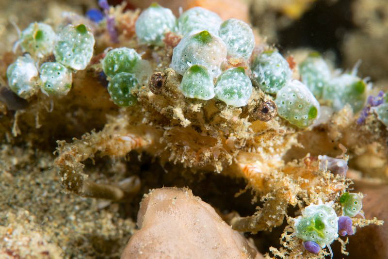 Decorator crab. by Mehmet Salih Bilal 