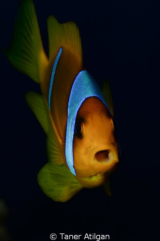 little mouth (: by Taner Atilgan 