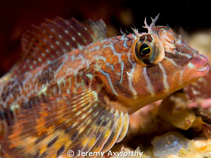 Longfin Sculpin by Jeremy Axworthy 