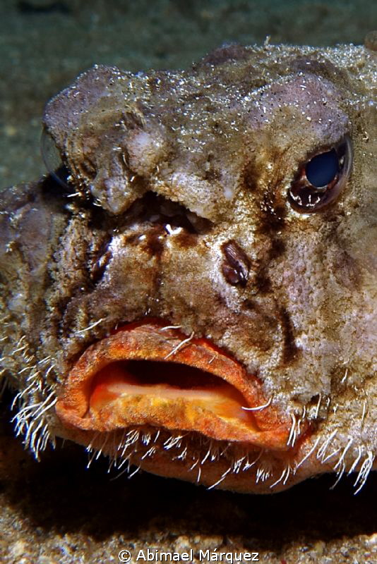 Shortnose Batfish by Abimael Márquez 