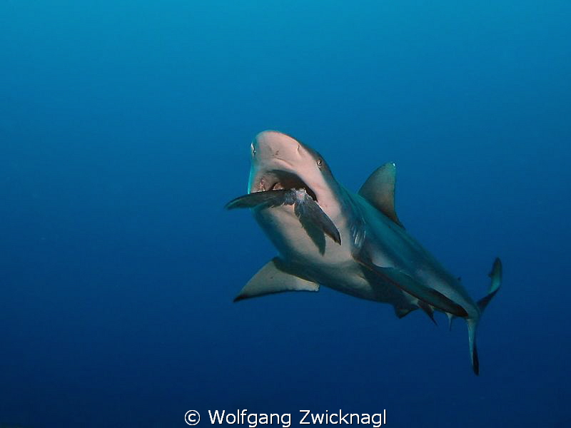 Taken in 2007 with the compact camera I had this time. St... by Wolfgang Zwicknagl 