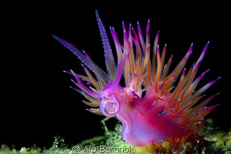 Flabellina from Bodrum/Turkey by Alp Baranok 
