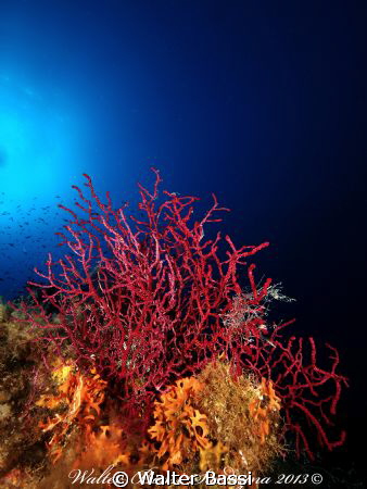 Gorgonia by Walter Bassi 