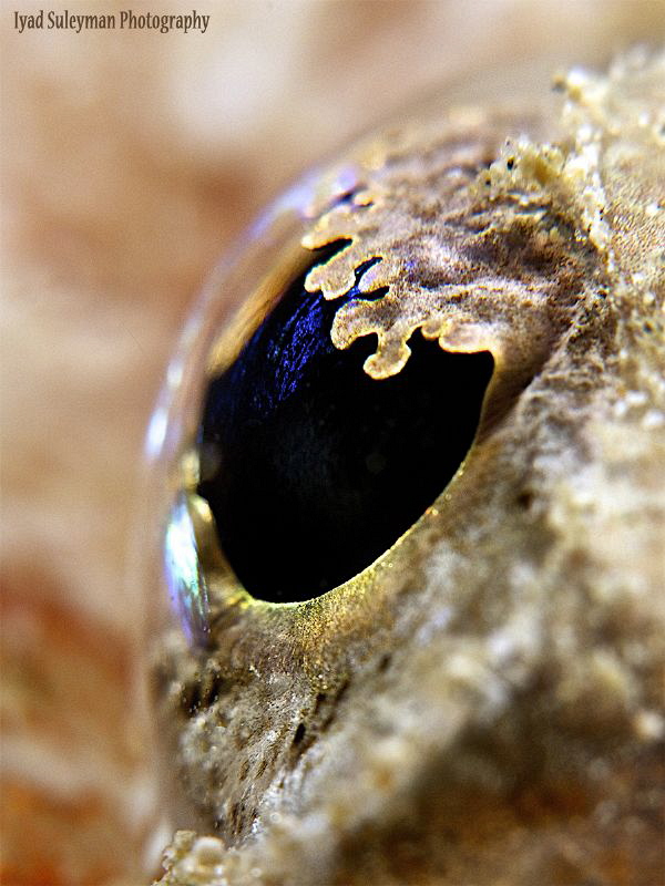 Eye in details by Iyad Suleyman 