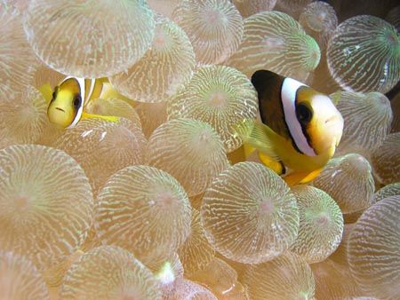 Peek-a-Boo... Taken in Okinawa, Japan with an Olympus 506... by Michael Easley 