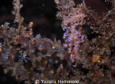 fairy tale nudi by Yuzuru Hamasaki 