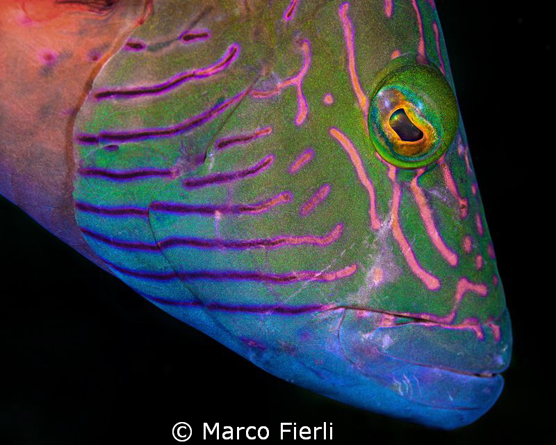 lined cheek wrasse by Marco Fierli 