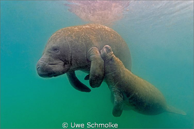Manatee kid gets milk by Uwe Schmolke 