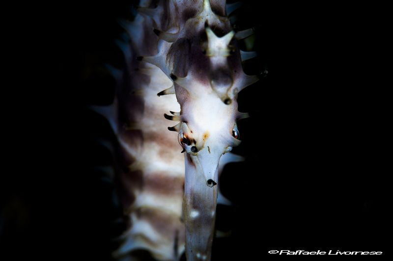 Seahorse eyes portrait by Raffaele Livornese 
