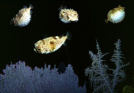 Puff daddies floating around at night. by David Spiel 