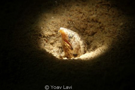 Snooted moray eel by Yoav Lavi 