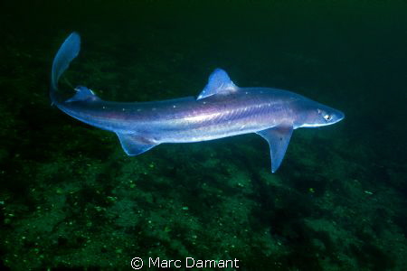 On a recent dive just off Vancouver Island we ran into a ... by Marc Damant 