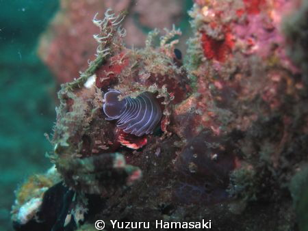 That is a huge bug!! Mr Scorpion! by Yuzuru Hamasaki 