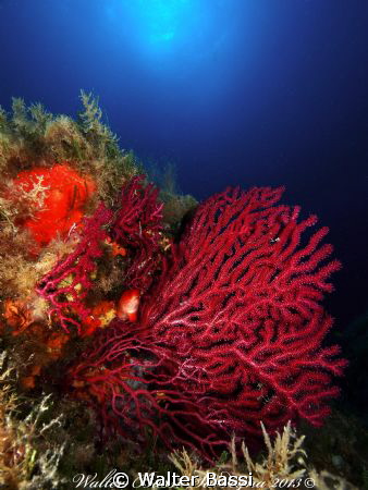 "RED FAN" by Walter Bassi 