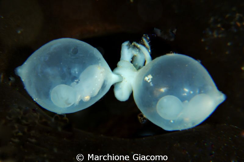 Eggs of cuttlefish
Nikon D800E, two strobo,105mm macro N... by Marchione Giacomo 