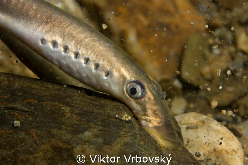 In the river current - European Brook Lamprey (Lampetra p... by Viktor Vrbovský 