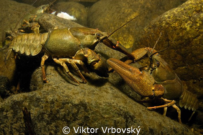 In the river current -  Noble Crayfish (Astacus astacus) by Viktor Vrbovský 