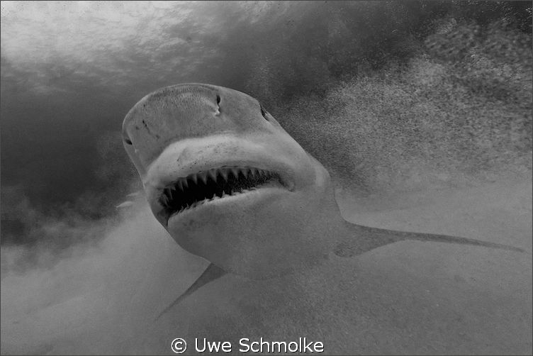 Primal fear -
Bullshark smile. by Uwe Schmolke 