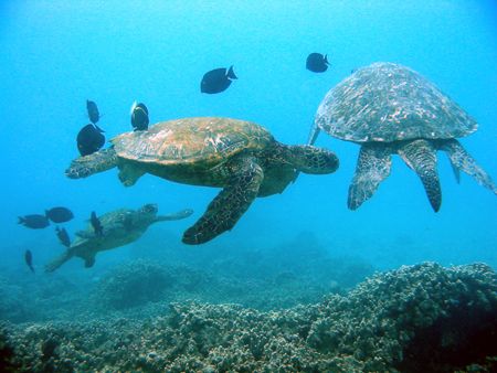 Triple Turtles. This carousel of turtles circle around at... by Lisa Lappe 