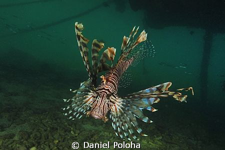 Lion fish 'chief' under resort's wharf by Daniel Poloha 