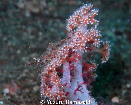 talk about camouflage? by Yuzuru Hamasaki 