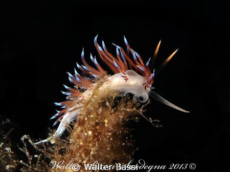 Cratena "profile" by Walter Bassi 