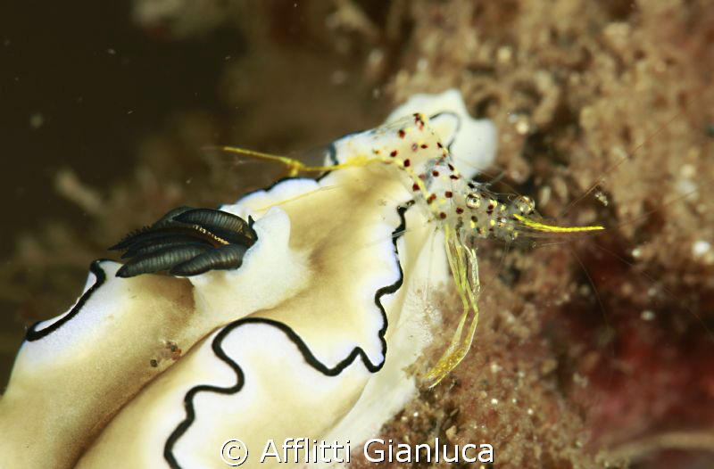 shrimp and nudibranchia by Afflitti Gianluca 