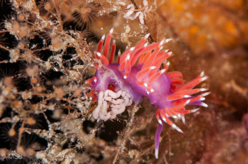 Flabellina laying eggs. by Mehmet Salih Bilal 