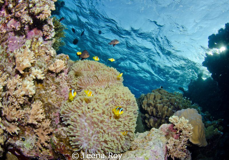 Reefscape by Leena Roy 