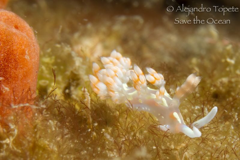 Nudibranch with Fire, Veracruz Mexico by Alejandro Topete 