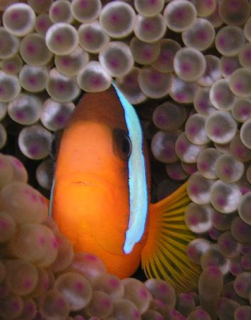 Another nemo I couldnt resist.... Great Barrier Reef, c5060 by Joshua Miles 