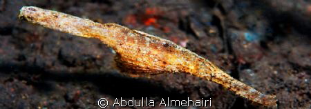 Ghost Pipefish in seraya dive site in Bali by Abdulla Almehairi 