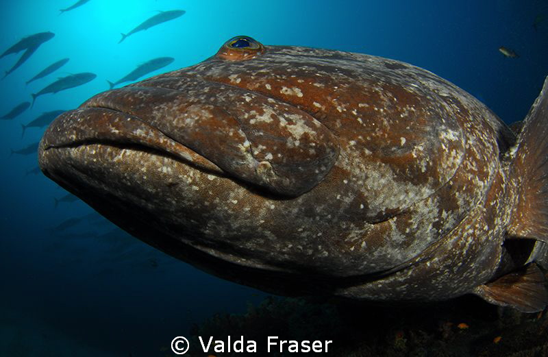Wow, do you see those game fish overhead?  Sharing some t... by Valda Fraser 