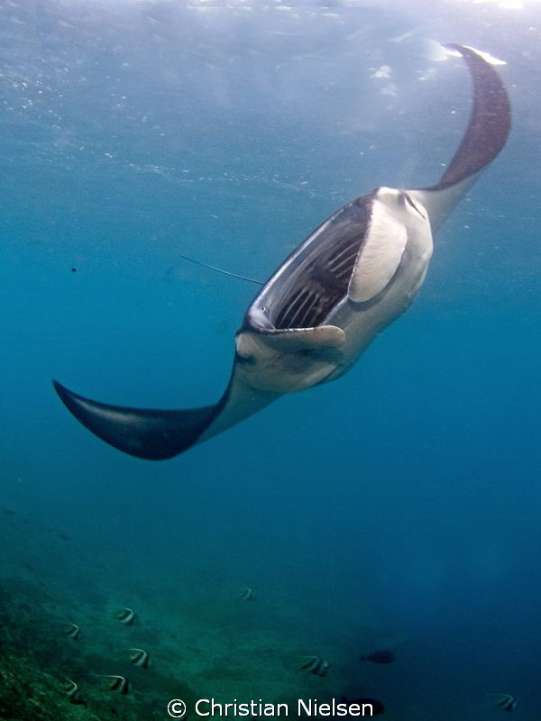 One of many manta rays feeding at Manta Bay, Nusa Penida.... by Christian Nielsen 