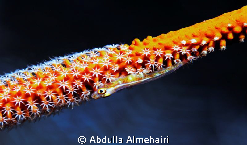 Goby by Abdulla Almehairi 
